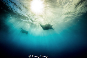 Two shadows by Gang Song 